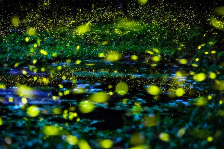 lightning bugs synchronized